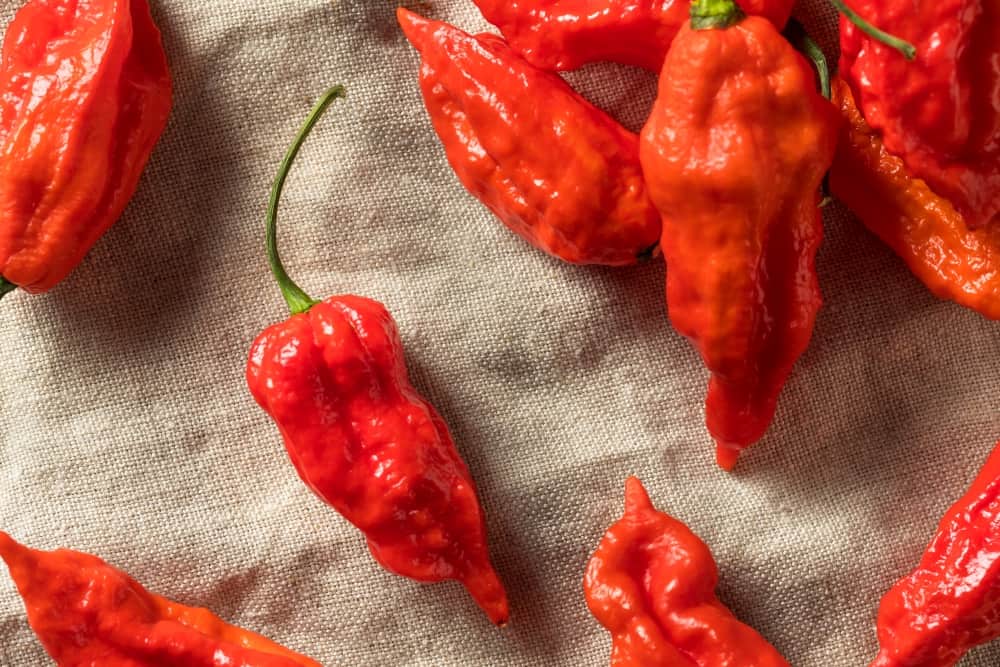 hottest chilli peppers in the world