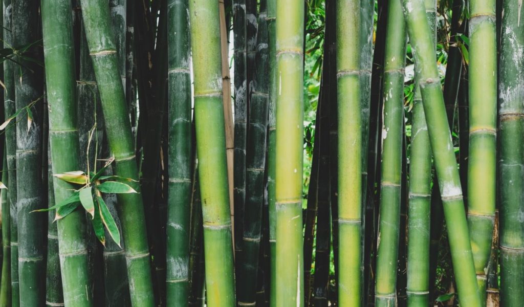 Environmentally friendly bamboo